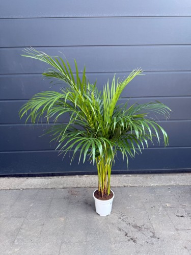 Palma Areka -  Dypsis lutescens ~ wysokość 120 cm