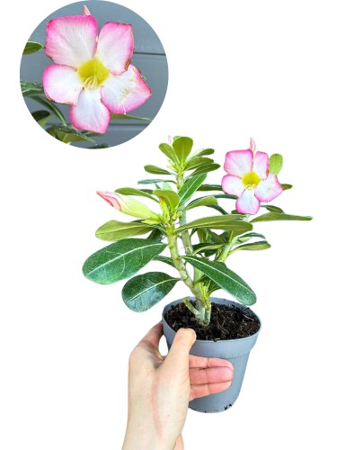 Róża pustyni różowe kwiaty (Adenium obesum) ~ wysokość 30 cm