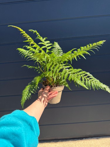 Paproć drzewiasta - Dicksonia antarctica ~ wys. 35-40 cm