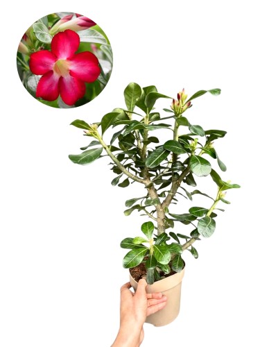 Róża Pustyni czerwone kwiaty - Adenium obesum ~ wysokość 50-55 cm