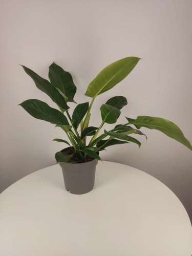 Filodendron Imperial Green 
