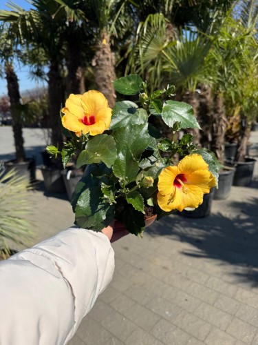 Hibiskus jasnopomarańczowe, duże kwiaty (Róża chińska - Ketmia) ~ wys. 30 cm  