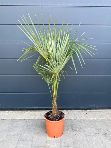Szorstkowiec Fortunego - Trachycarpus Fortunei ~ wysokość 140 cm