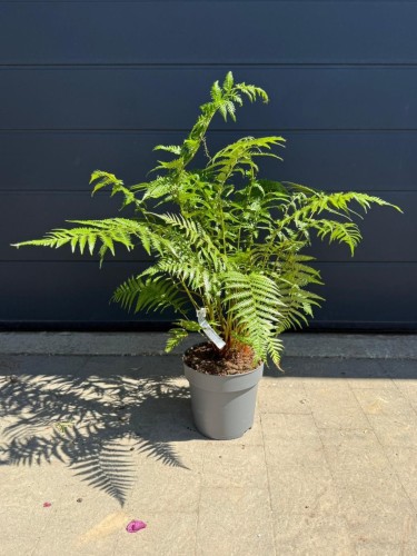 Paproć drzewiasta - Dicksonia antarctica ~ wys. 90-100 cm