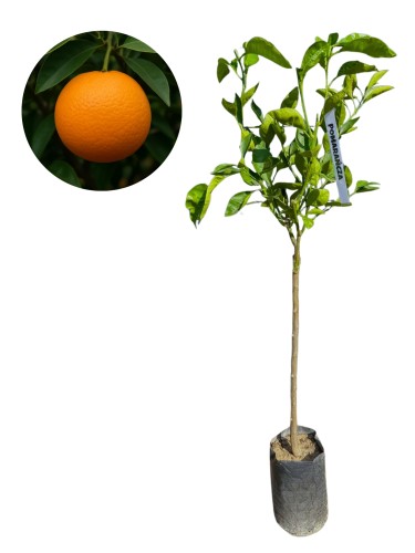Pomarańcza chińska - (Citrus sinensis) ~ wysokość. 130-140 cm