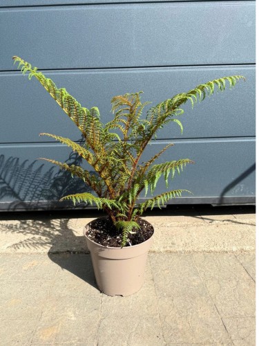 Paproć Cyathea tomentosissima 'Highland Lace' ~ wys. 60 cm