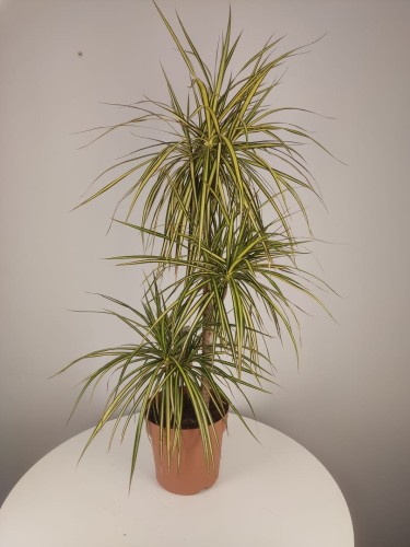 Dracena Marginata Sunray Dracena Obrzeżona 