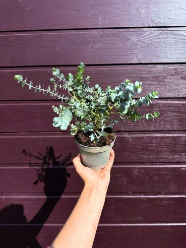 Eukaliptus pulverulenta „Baby Blue” ~ wys. 20 cm