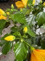 WhatsApp Image 2026-05-12 at 15.07.45 (3).jpeg