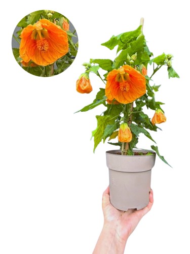 Abutilon (Klonik pokojowy)- Wyjątkowe pomarańczowe kwiaty ~ wys. 47-50 cm