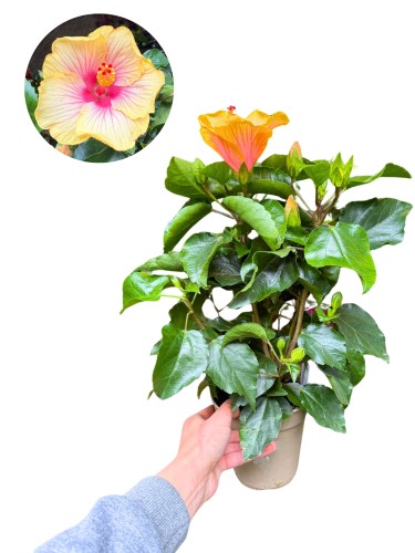 Hibiskus  'Coctail' (Róża chińska - Ketmia) ~ wys. 45 cm 