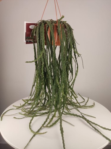 Lepismium bolivianum - Rhipsalis boliwijski 