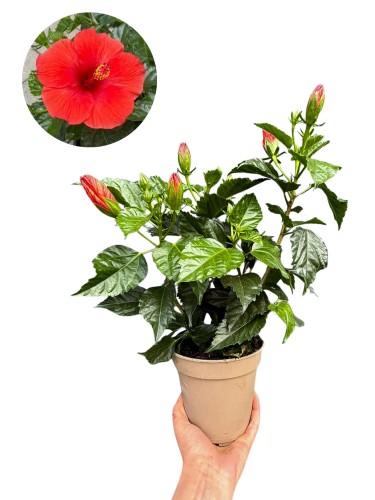 Hibiskus czerwony (Róża chińska - Ketmia) ~ wys. 45 cm