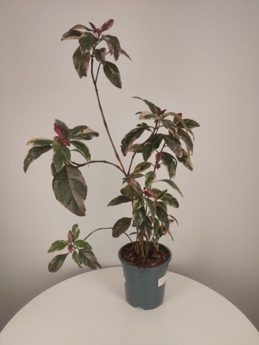  Pseuderanthemum 