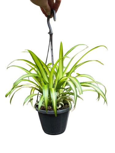 Zielistka 'Hawaiian Spider' (Chlorophytum ~ wys.  35 cm