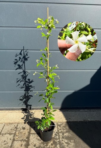 Jaśmin gwiazdkowy - Trachelospermum jasminoides ~ wys. 120 cm