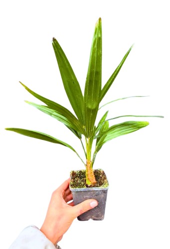 Szorstkowiec Fortunego MINI - Trachycarpus Fortunei ~ wysokość 30 cm (mrozoodporna palma)