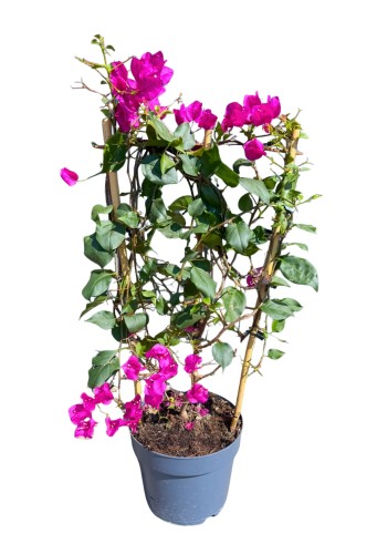 Bugenwilla różowa 'Sanderiana' - Bougainvillea , Gęsta Dużo Kwiatów ~ 80 cm