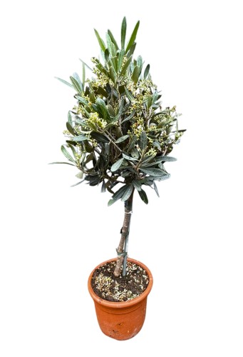 Oliwka europejska na pniu gęsta kulka (Olea europaea) ~ wysokość  55-60 cm