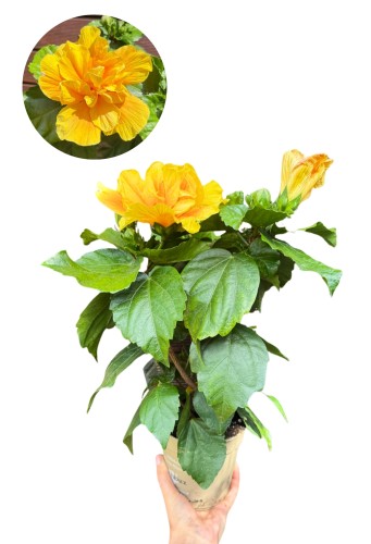 Hibiskus żółte, duże kwiaty (Róża chińska - Ketmia) ~ wys. 30 cm