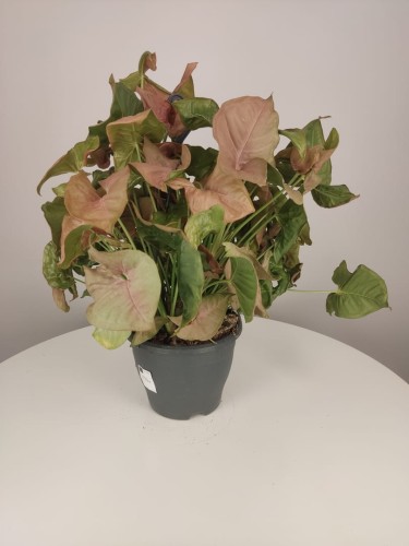 Syngonium różowe - Zroślicha 