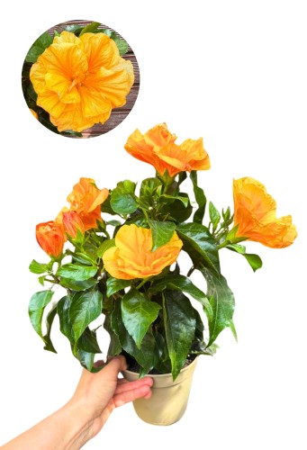 Hibiskus pomarańczowe kwiaty (Róża chińska - Ketmia) ~ wys. 40 cm  