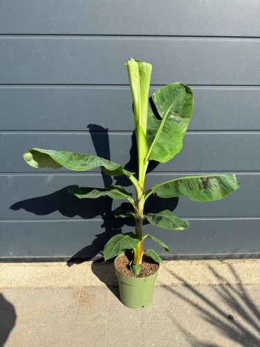 Bananowiec 'Dwarf Cavendish' duże liście ~ wys. 110-120 cm