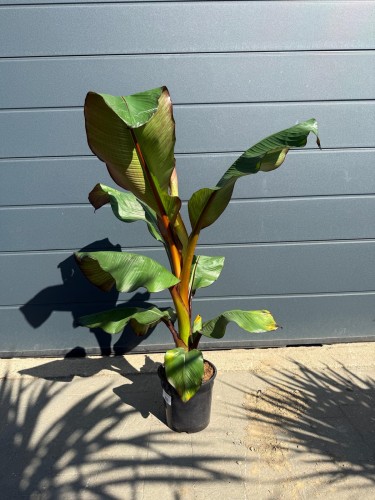 Bananowiec abisyński - Ensete ventricosum 'Maurelli' ~ wysokość 120-130 cm