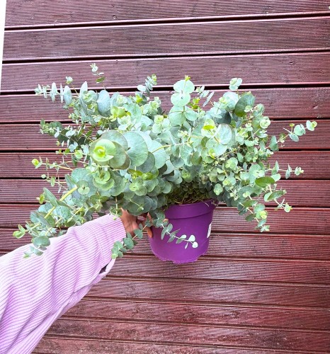 Eucalyptus gunnii - Eukaliptus niebieski ~ wysokość 40-45 cm