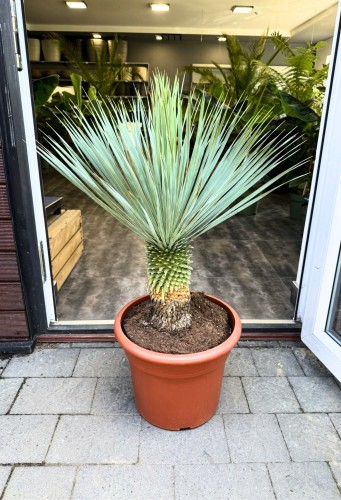 Juka rostrata mrozoodporna (Yucca rostrata) ~ wysokość 90-100 cm