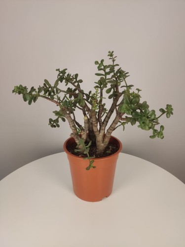 Grubosz jajowaty Crassula ovata Drzewko szczęścia 