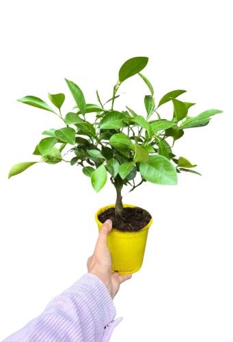 Kalamondynka - drzewko cytrusowe (Citrofortunella microcarpa) ~ wysokość 35-40 cm 