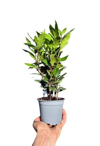 Liść laurowy - Laurus nobilis ~ wysokość 30-35 cm