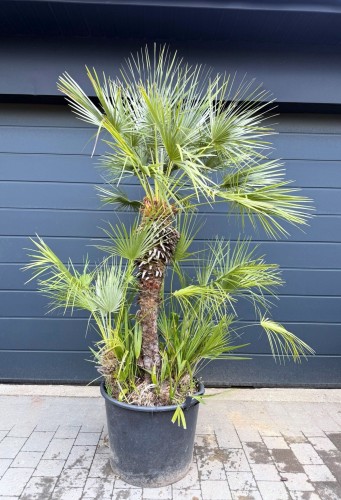 Karłatka niska (Chamaerops humilis) ~ wysokość  220 cm 