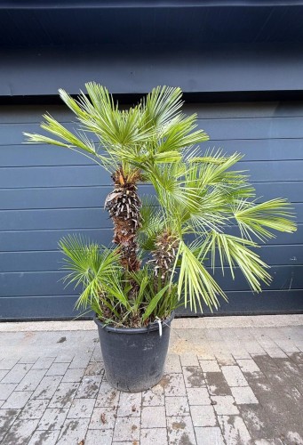 Karłatka niska (Chamaerops humilis) ~ wysokość  200 cm