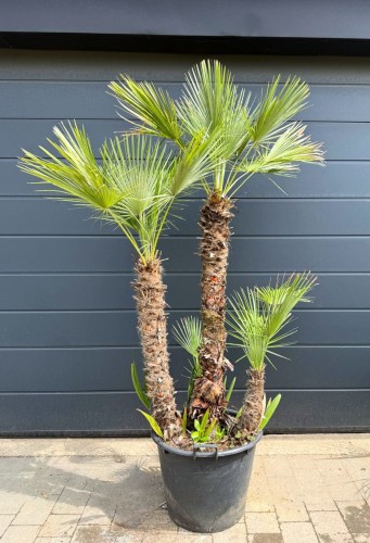 Palma mrozoodporna Karłatka niska (Chamaerops humilis) 200 cm 