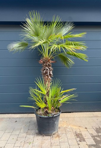 Palma mrozoodporna Karłatka niska (Chamaerops humilis) 220 cm