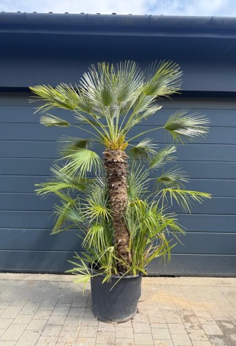 Palma mrozoodporna Karłatka niska (Chamaerops humilis) 220 cm 