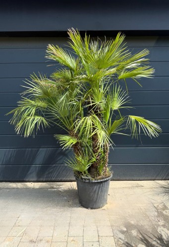 Palma mrozoodporna Karłatka niska (Chamaerops humilis) 210 cm 