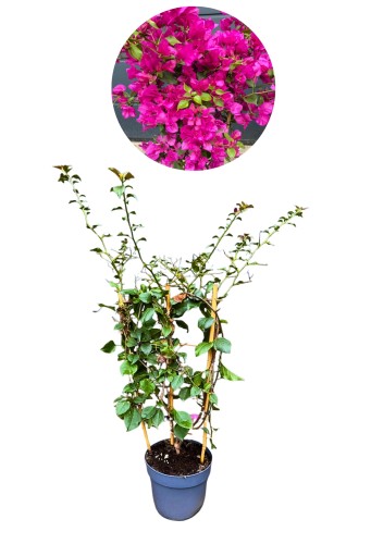 Bugenwilla różowa 'Sanderiana' - Bougainvillea ~ 80 cm