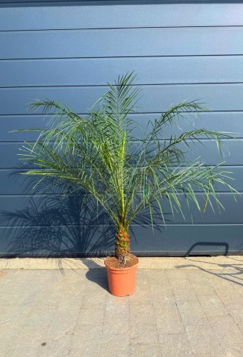 Daktylowiec niski (Phoenix Roebelenii) ~ wysokość 140-150 cm