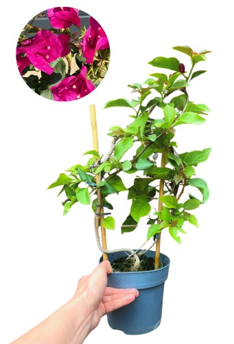 Bugenwilla różowa 'Sanderiana' - Gęsta Dużo Kwiatów ~ 50 cm 