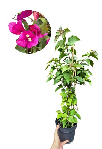 Bugenwilla różowa (fuksja) - Bougainvillea ~ 70 cm 