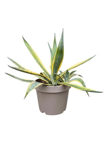 Agawa amerykańska 'Variegata' ~ wysokość 60-65 cm