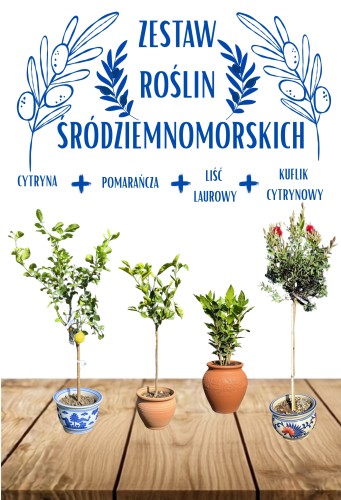 Zestaw roślin śródziemnomorskich: cytryna + pomarańcza + kuflik + liść laurowy
