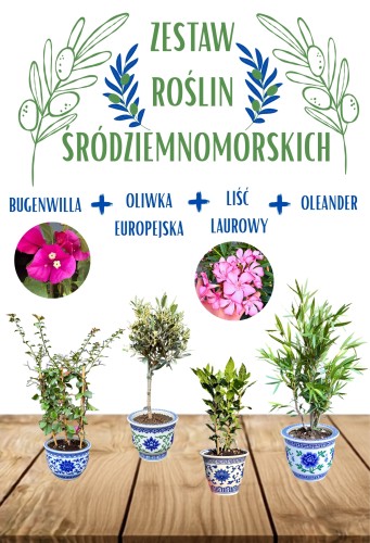 Zestaw roślin śródziemnomorskich: BUGENWILLA + OLEANDER + OLIWKA + LIŚĆ LAUROWY