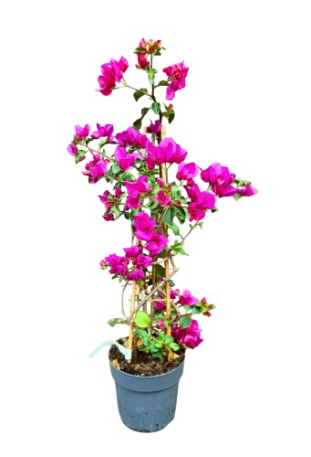 Bugenwilla różowa (fuksja) - Bougainvillea ~ 70 cm 