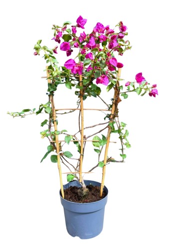Bugenwilla różowa 'Sanderiana' - Bougainvillea ~ 80 cm