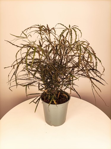 Szeflera najwytworniejsza - Dizygoteka najwytworniejsza ~ 95 cm