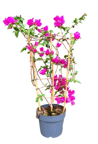 Bugenwilla różowa 'Sanderiana' - Bougainvillea ~ 80 cm
